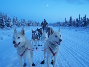 sled dogs