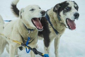 sled dogs